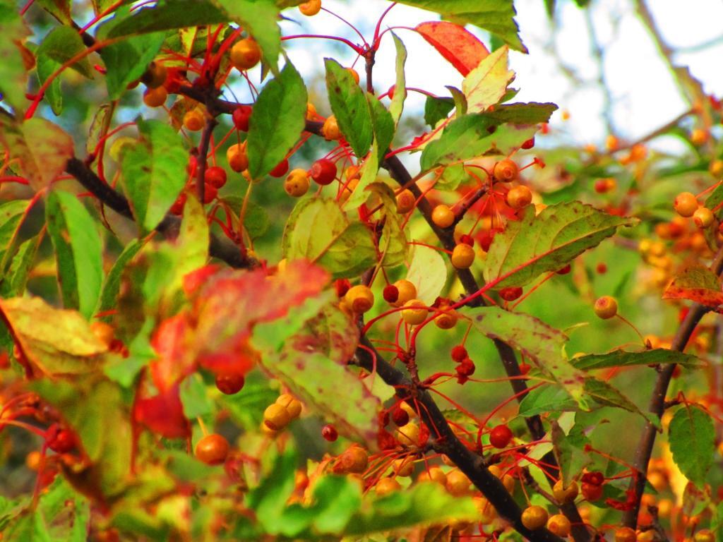 Photo: Choke Cherries