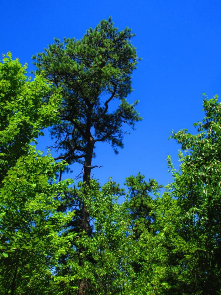 Photo: Big Old Pitch Pine near Chimney Rock