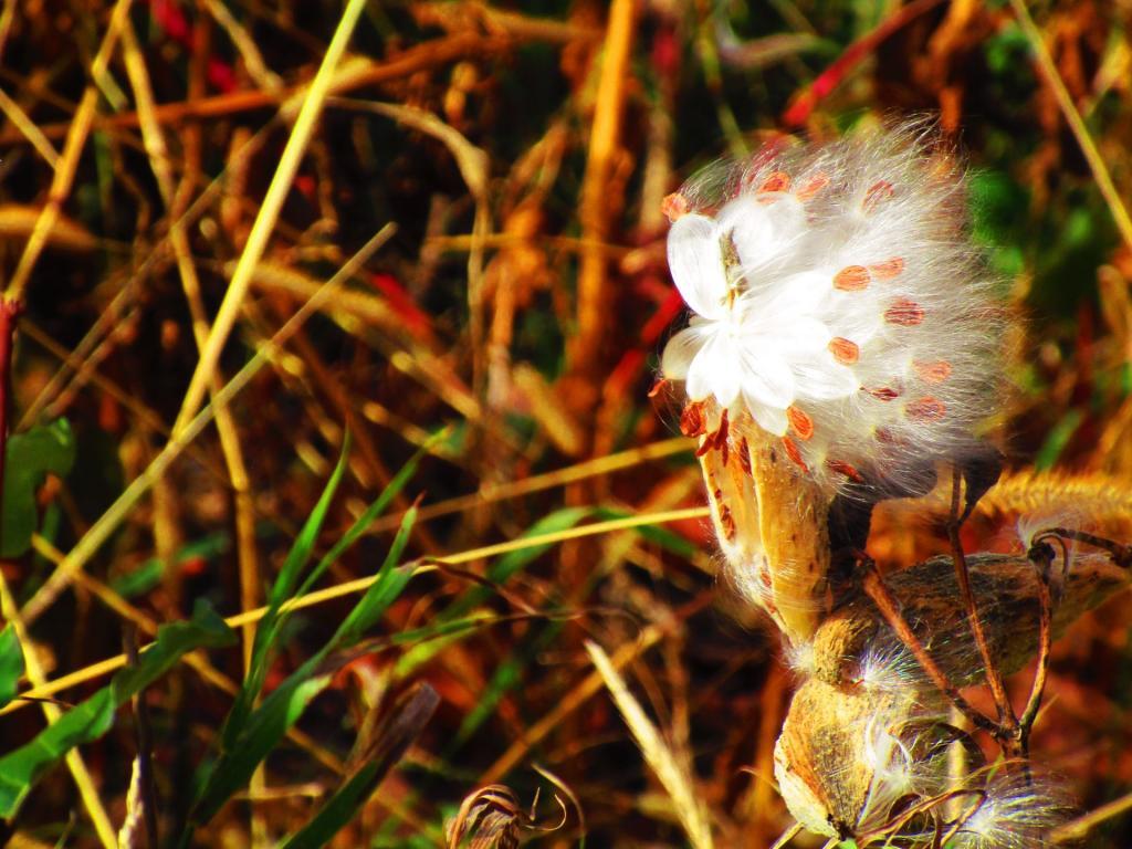 Photo: Puff
