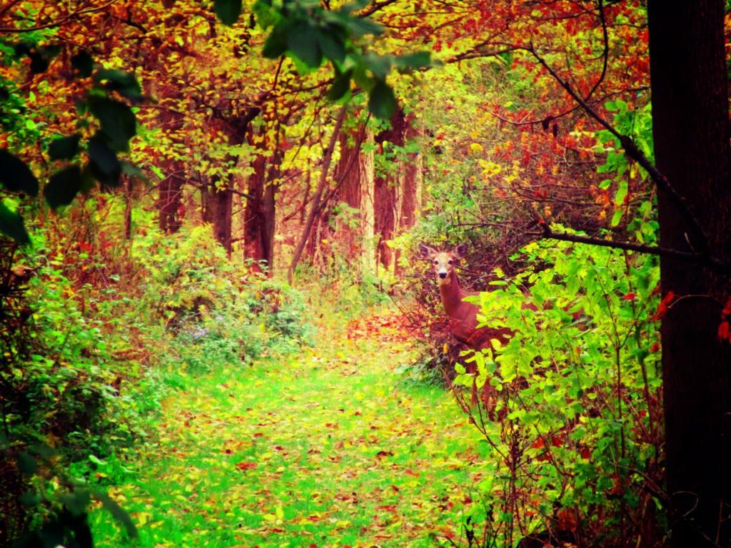 Photo: Doe
