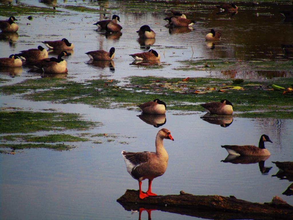 Photo: Odd Duckling