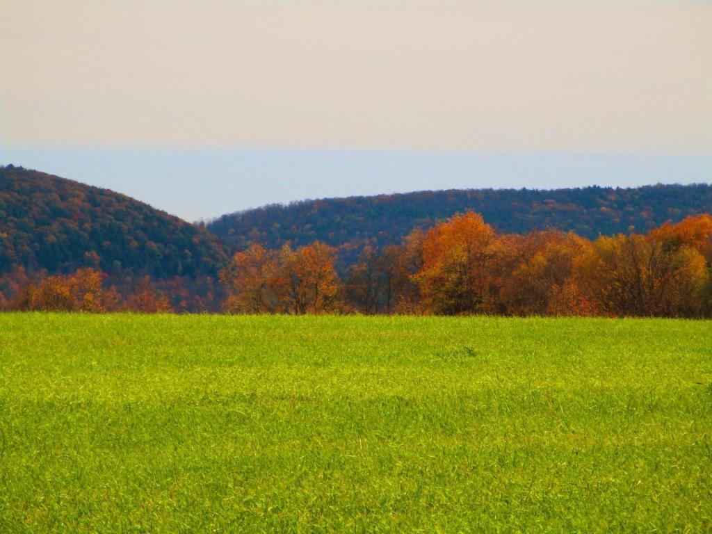 Photo: Grass
