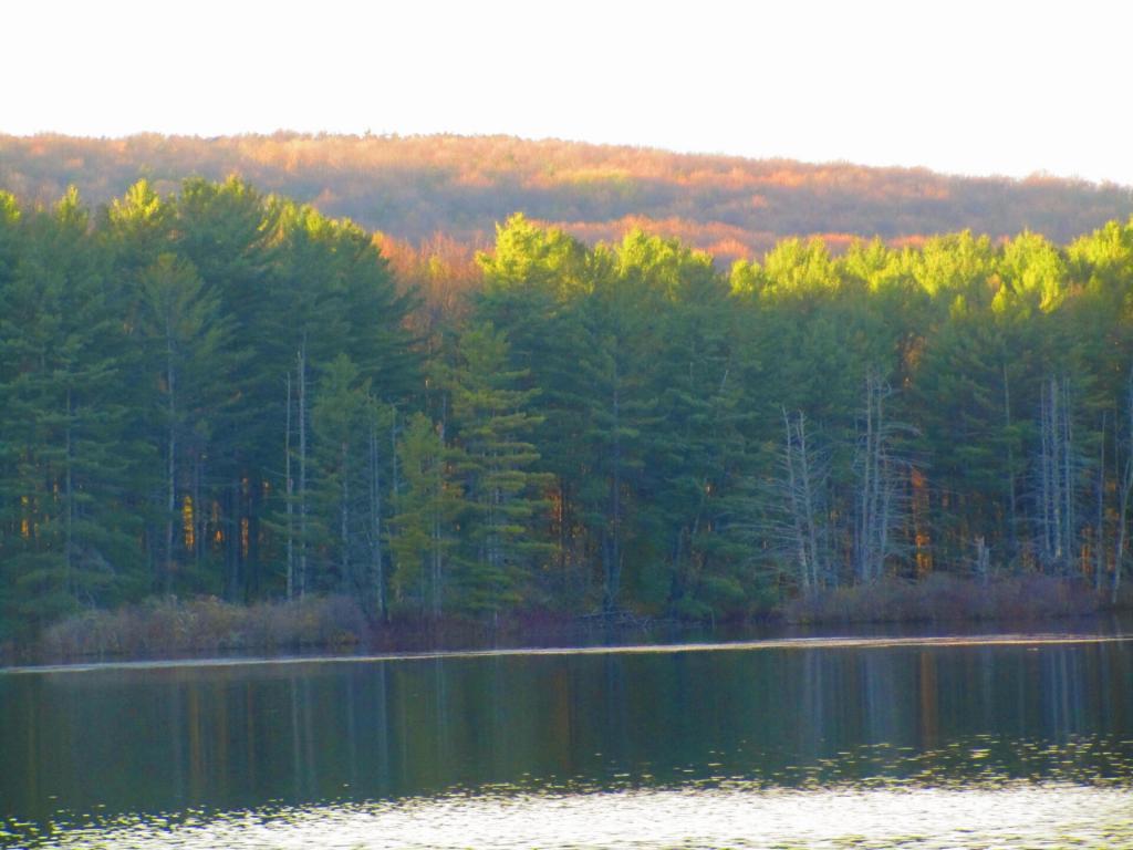 Photo: Evening down by the pond