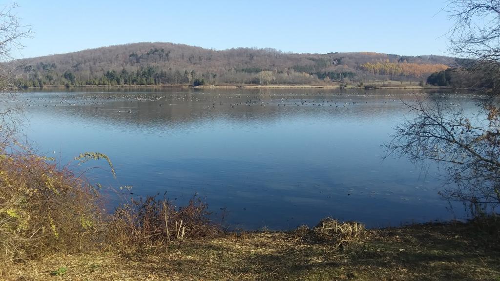 Photo: Woodmans Pond 🦆