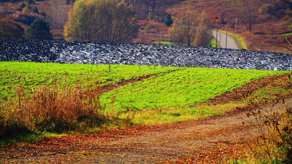 Photo: Silage Mountain