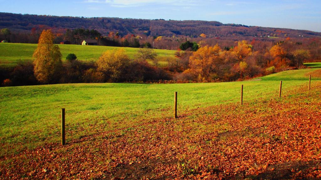 Photo: Pasture