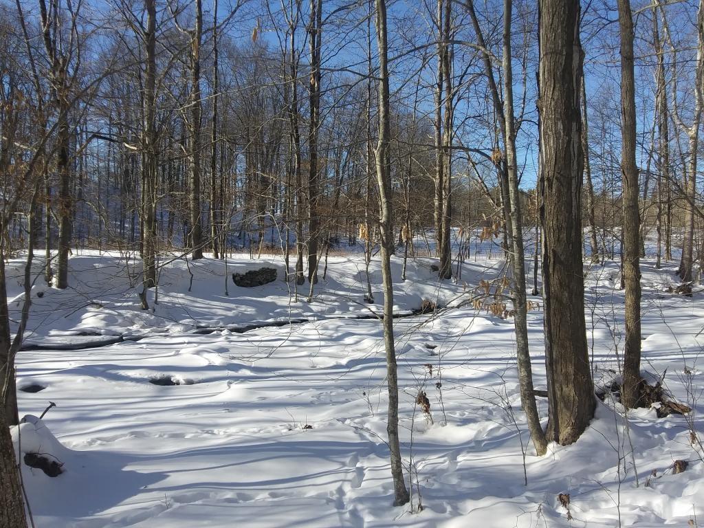 Photo: Down along the Basic Creek