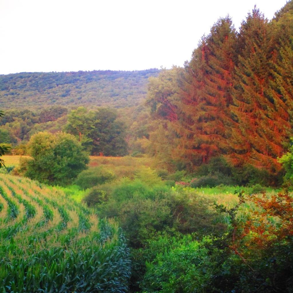 Photo: Hills and Corn