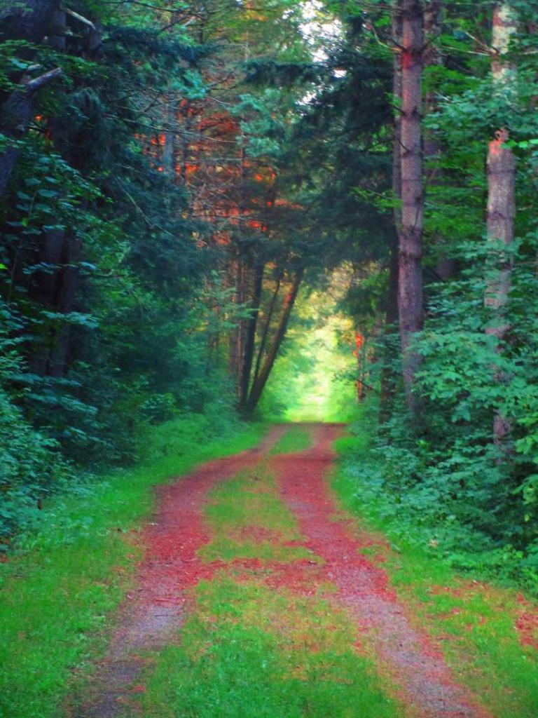 Photo: Main Trail