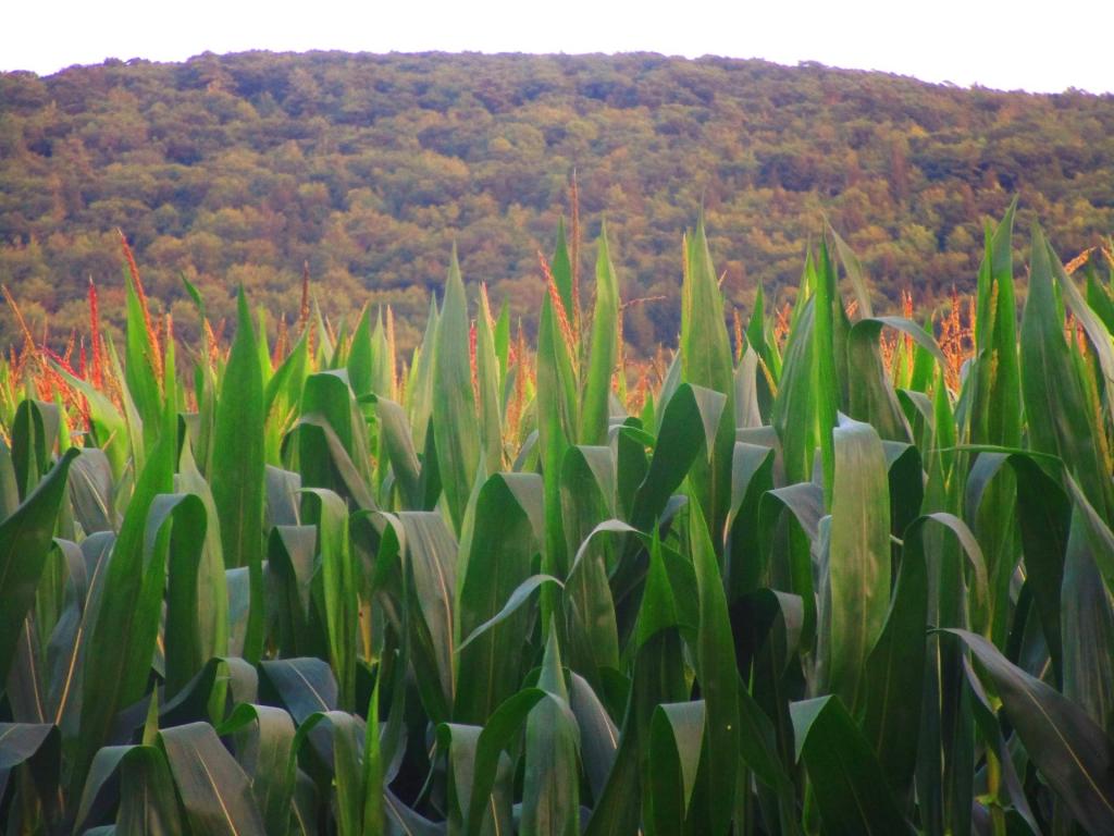 Photo: Corn