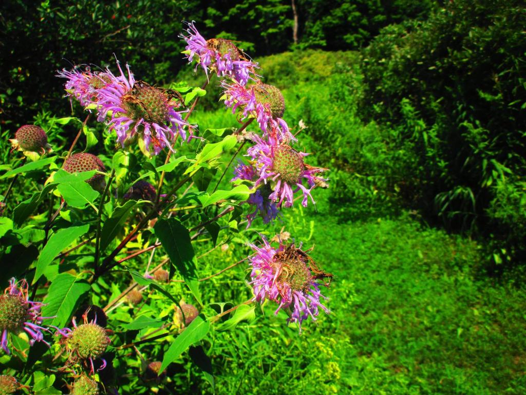 Photo: Wild Bergamot