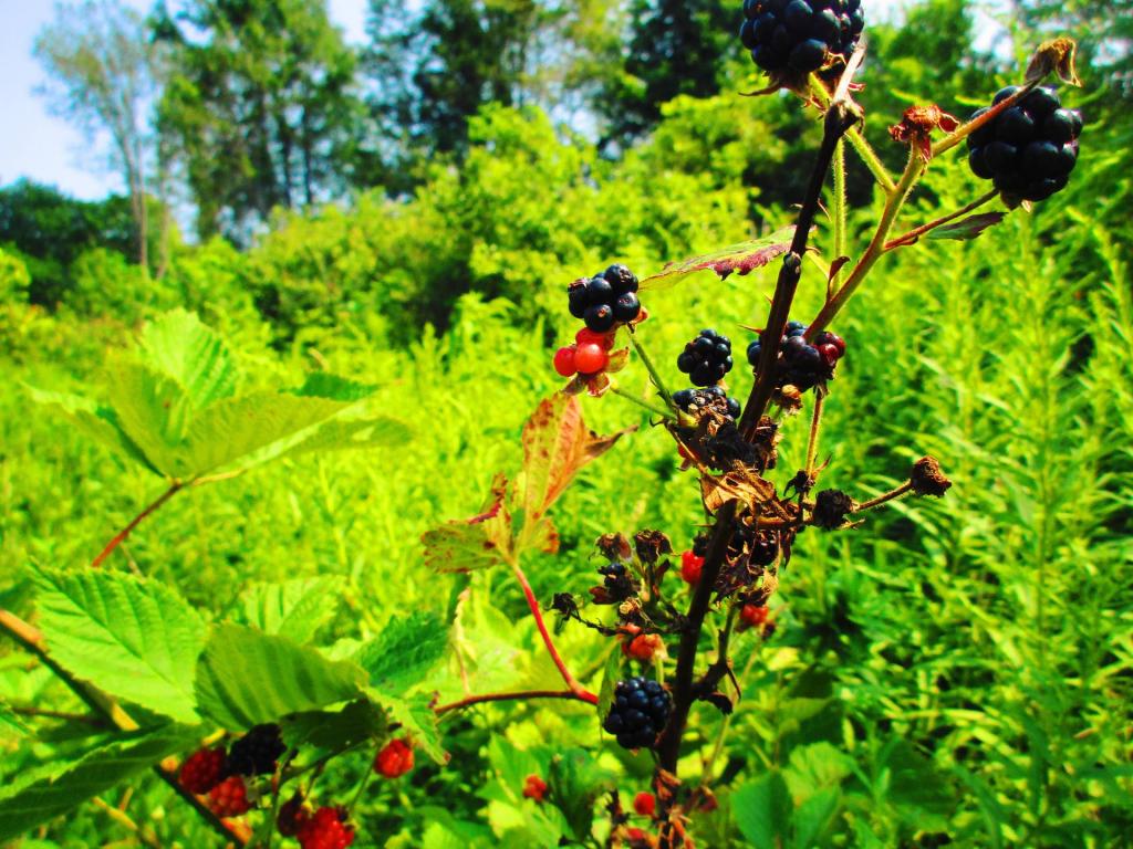 Photo: Blackberries Photo: Blackberries