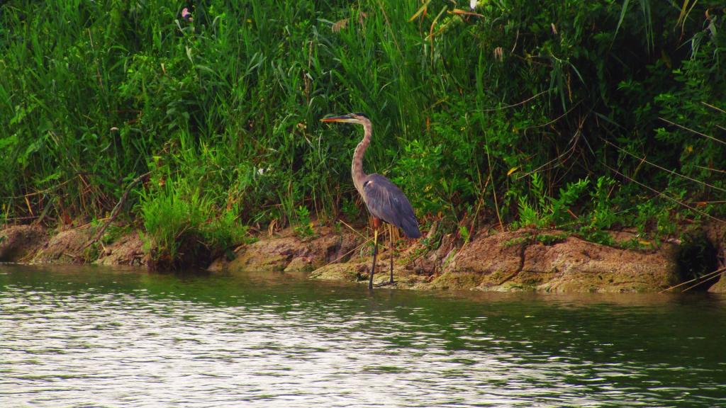 Photo: Great Blue Heron Along the Seneca River