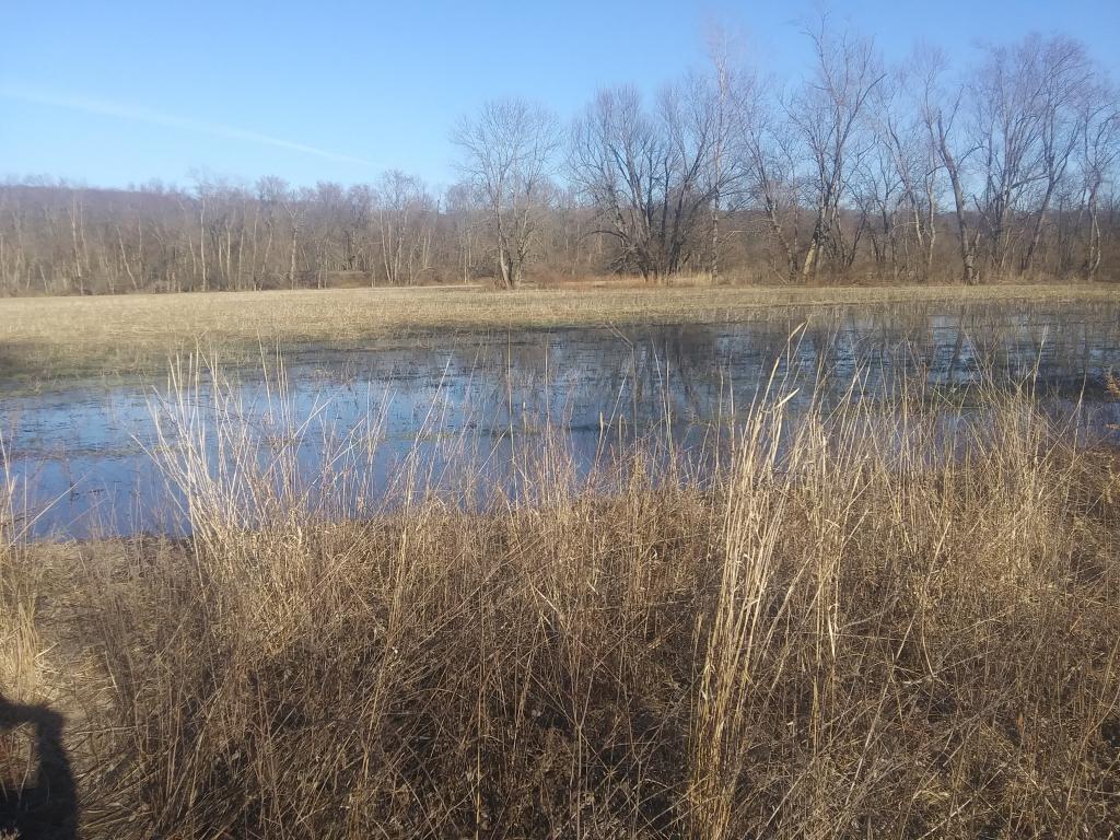 Photo: Before I took this photo there was a ton of wood ducks here