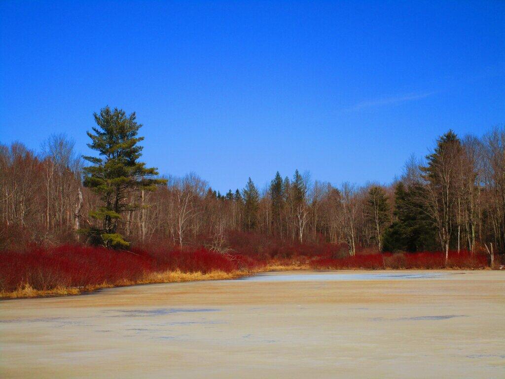 Photo: Brown