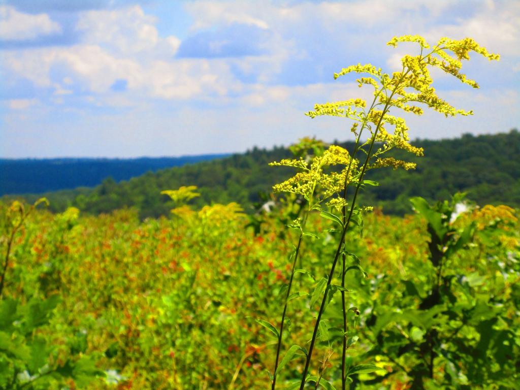 Photo: Golden Rod