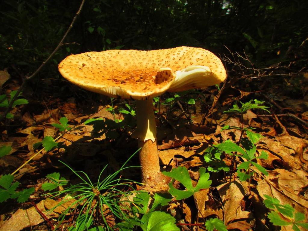 Photo: Mushroom