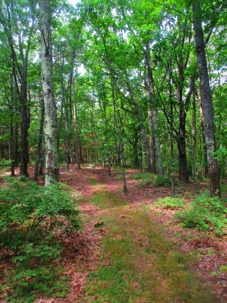 Photo: Trail