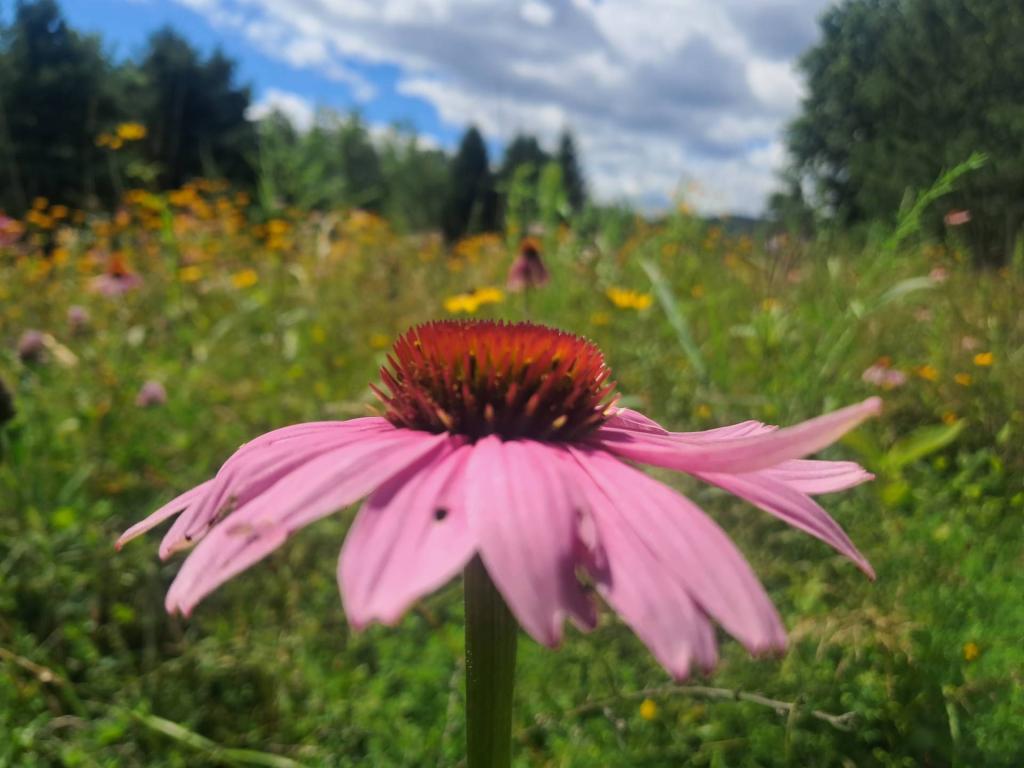 Photo: Coneflower [Expires August 29 2026]
