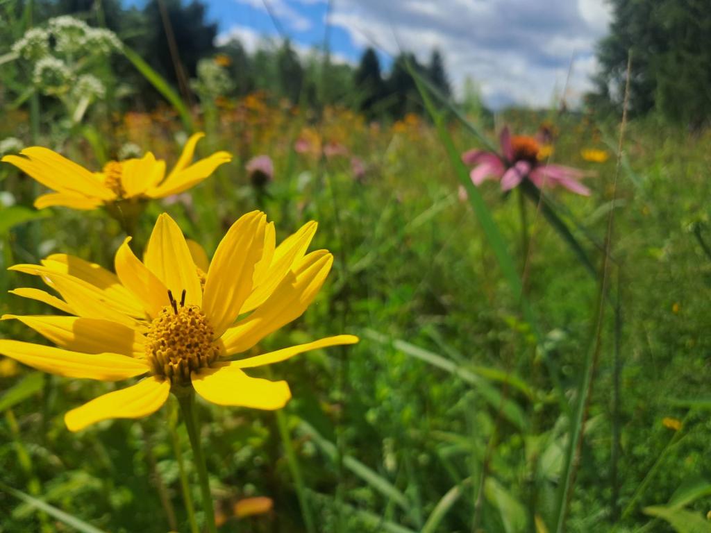 Photo: Oxeye Sunflower [Expires August 29 2026]