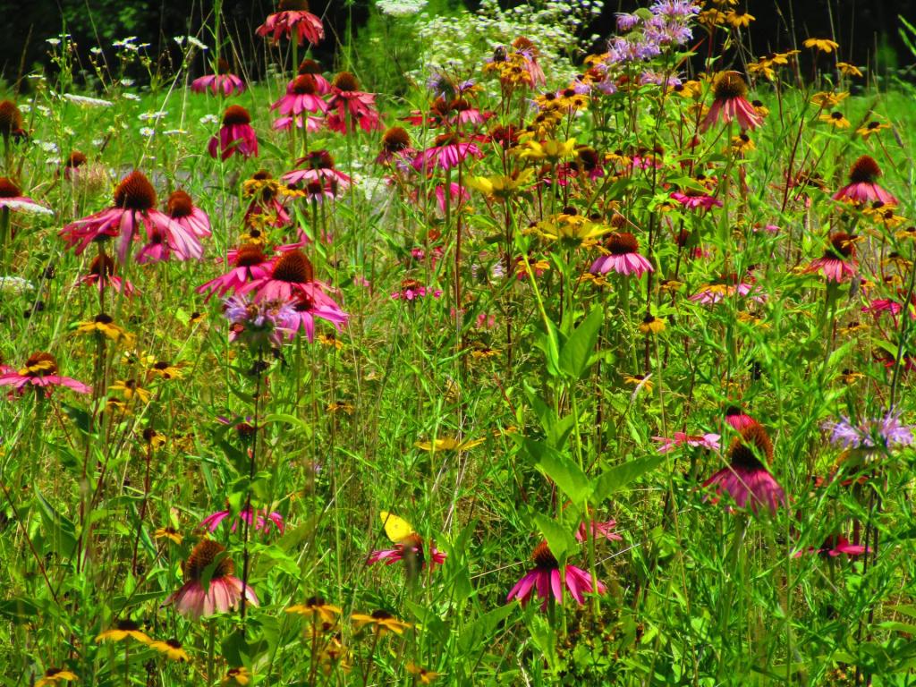 Photo: Coneflower Photo: Coneflower