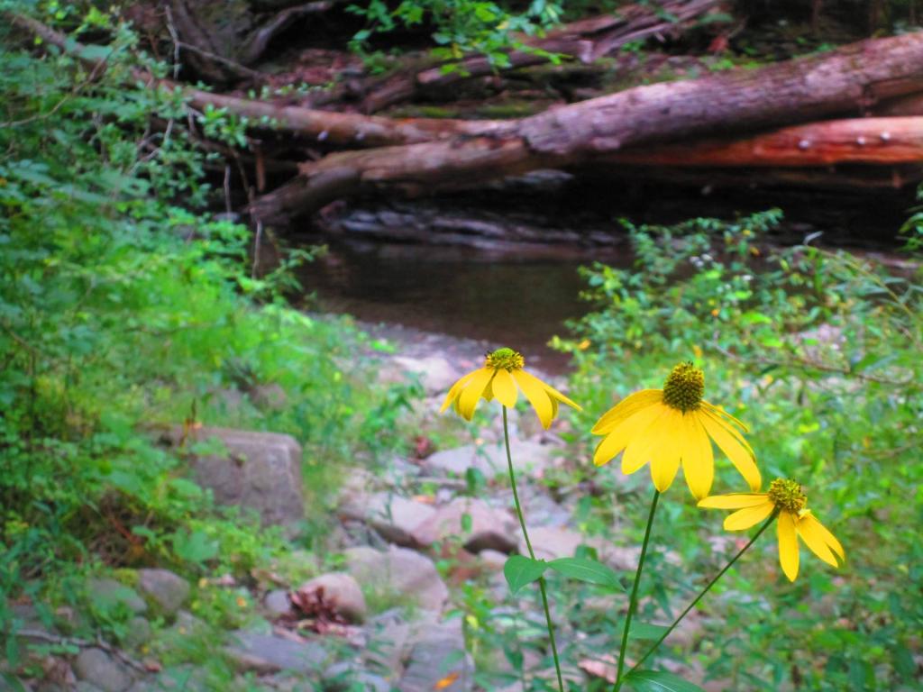 Photo: Coneflower [Expires August 30 2026]