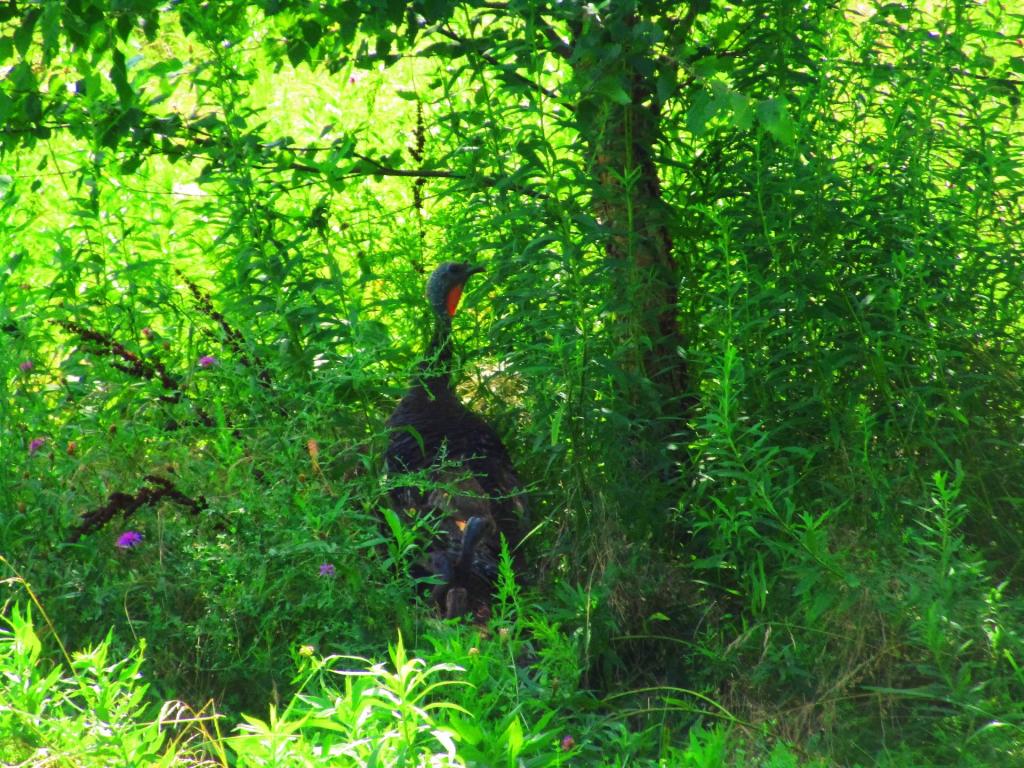 Photo: Gobbler