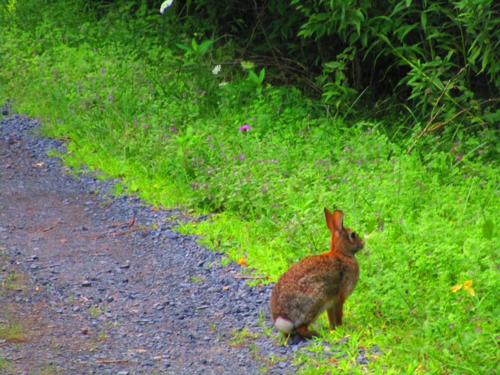 Photo: Rabbit 🐇 [Expires August 30 2026]