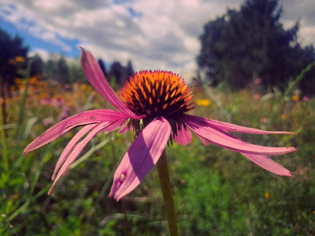 Photo: Coneflower