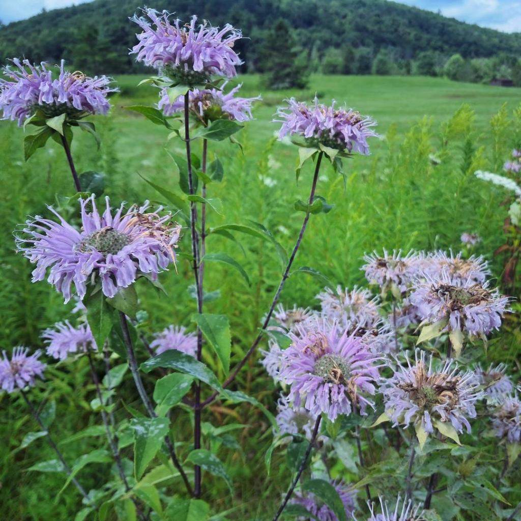 Photo: Bee Balm
