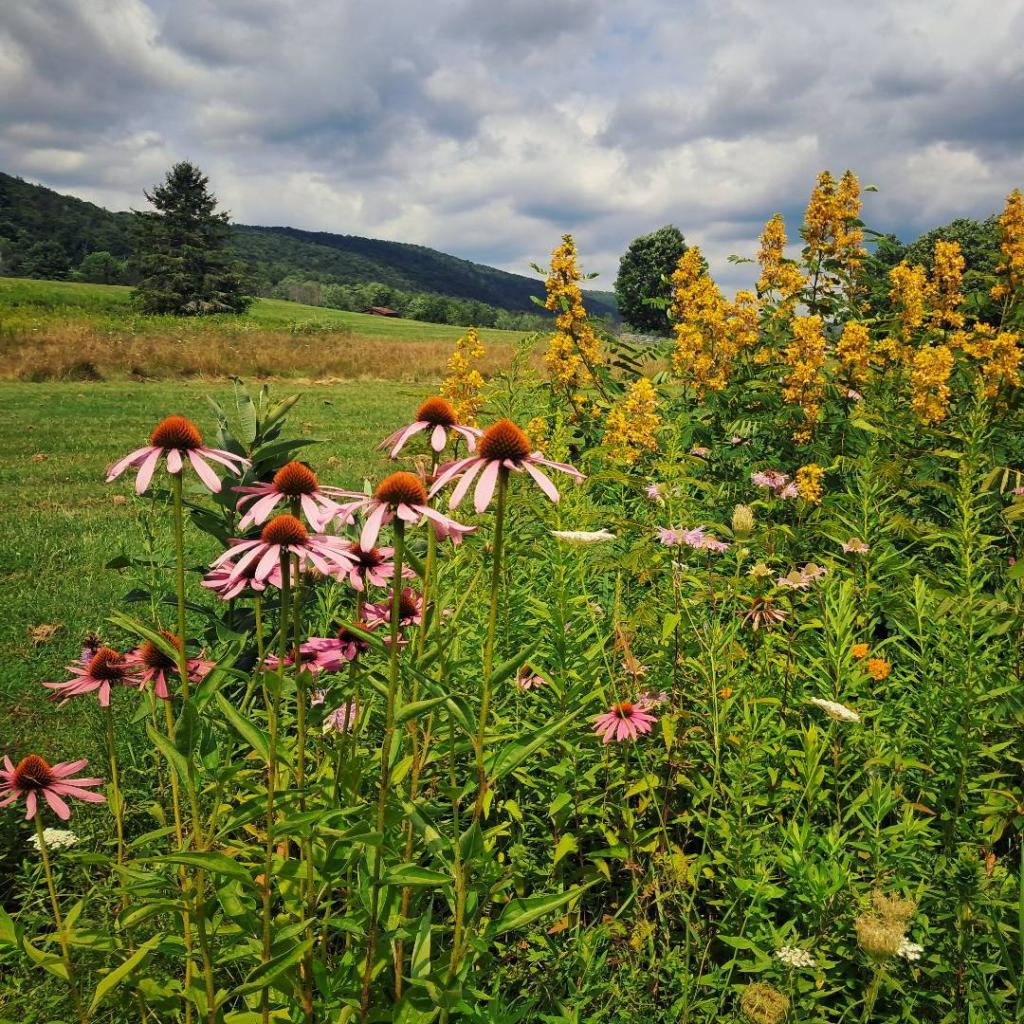 Photo: Wildflowers